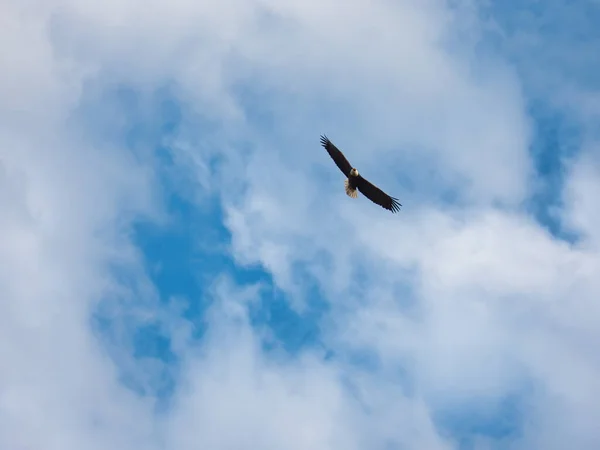 American Bald Eagle Soaring Blue Sky Scattered Clouds Spring Day Stock Photo