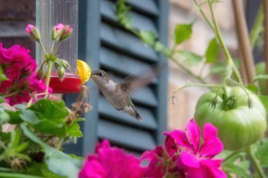 Yakut boğazlı bir sinekkuşu, bir yaz günü bahçedeki bir besleyiciden nektar alır.
