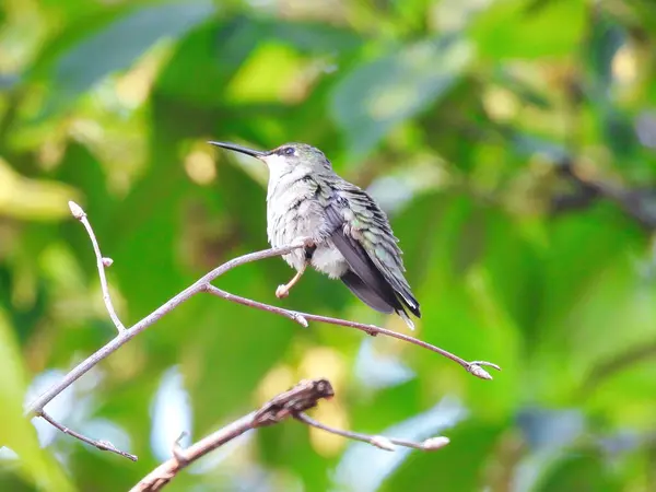 Hummingbird Perched: A ruby throated hummingbird is perched on tree branch on a summer day