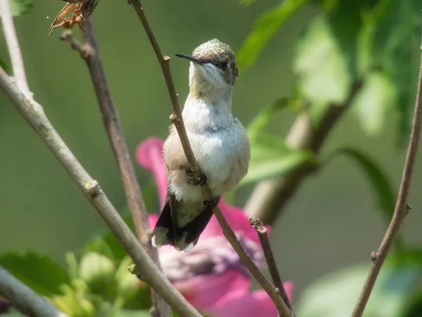 Kolibri Ültetett Egy Rubin Torkú Kolibri Hibiszkusz Bokor Ágon Virágporral — Stock Fotó