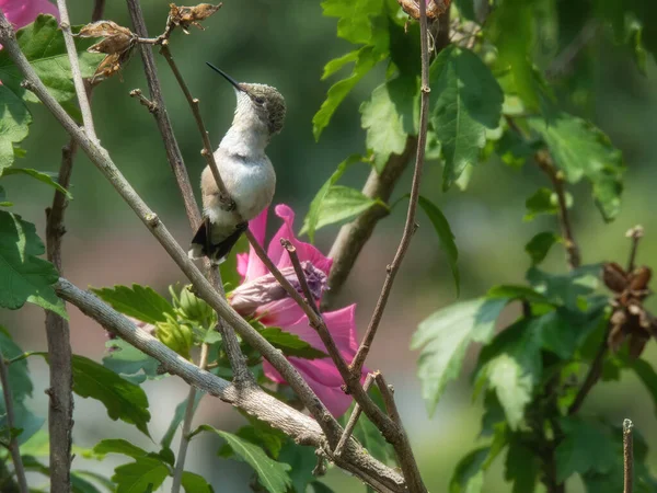 Hummingbird Perched: A ruby throated hummingbird is perched on hibiscus bush branch with pollen on it on a summer day