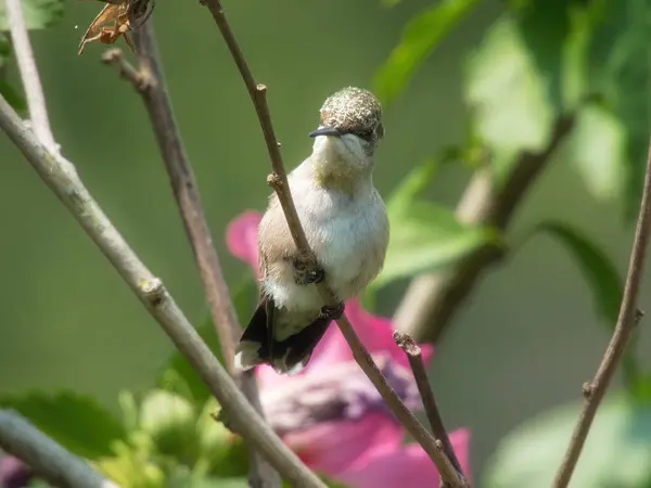 Kolibri Ültetett Egy Rubin Torkú Kolibri Hibiszkusz Bokor Ágon Virágporral — Stock Fotó