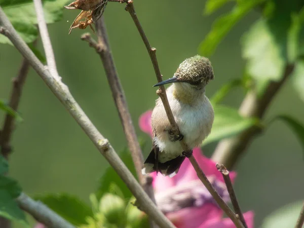 Kolibri Uppflugen Rubinhalsad Kolibri Uppflugen Hibiskus Buske Gren Med Pollen — Stockfoto