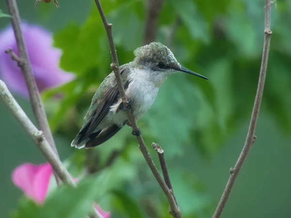 Hummingbird Perched: A ruby throated hummingbird is perched on hibiscus bush branch with pollen on it on a summer day