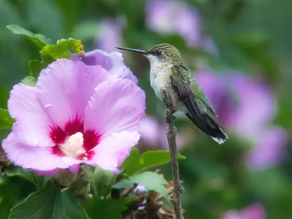 Hummingbird Perched: A ruby throated hummingbird is perched on hibiscus bush branch on a summer day