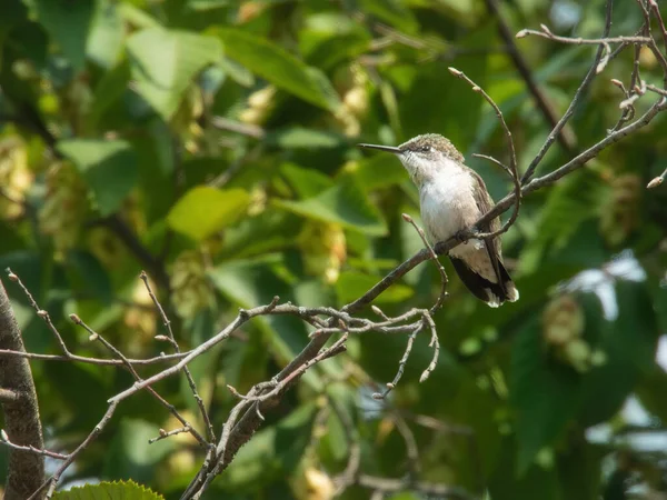 Kolibřík Sedící Rubín Hrdelní Kolibřík Usazen Větvi Stromu Pylem Něm — Stock fotografie