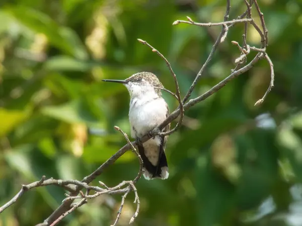 Hummingbird Perched: A ruby throated hummingbird is perched on tree branch with pollen on it on a summer day