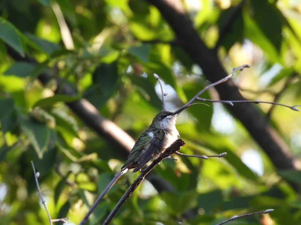 Hummingbird Perched Beija Flor Garganta Rubi Está Empoleirado Galho Árvore — Fotografia de Stock