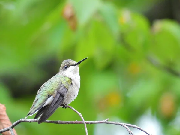 Hummingbird Empoleirado Beija Flor Garganta Rubi Está Empoleirado Galho Árvore — Fotografia de Stock