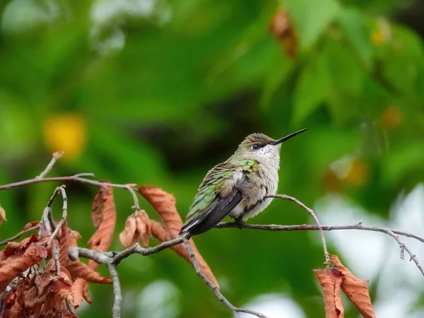 Hummingbird Perched: A ruby throated hummingbird is perched on tree branch on a summer day