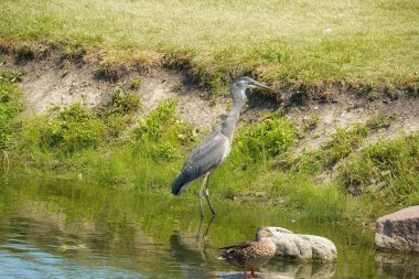 Mavi Balıkçıl Bir Yaz Günü Büyük Kedibalığı Yuttu