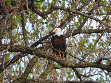 Yırtıcı Yırtıcı Kuş Kel Kartal Yaz günü ağaçta tünedi Yeşil Yapraklar 'da saklanarak Yırtıcı olarak bir yaz günü avlandı.