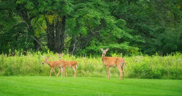 Mamma White Tailed Deer Doe Και Two Fawns Grass Μπροστά — Φωτογραφία Αρχείου