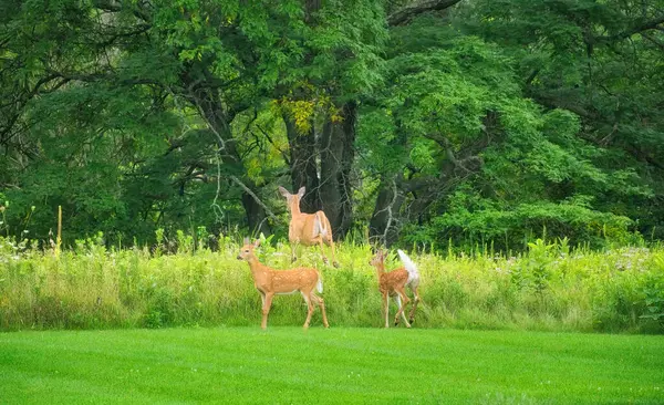 在草原野花面前的草丛上 有妈妈的白尾鹿狗和两只猎狗 — 图库照片