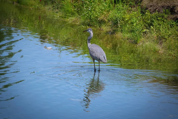 Blaureiher Vogel Watet Einem Sommertag Durch Einen Teich — Stockfoto
