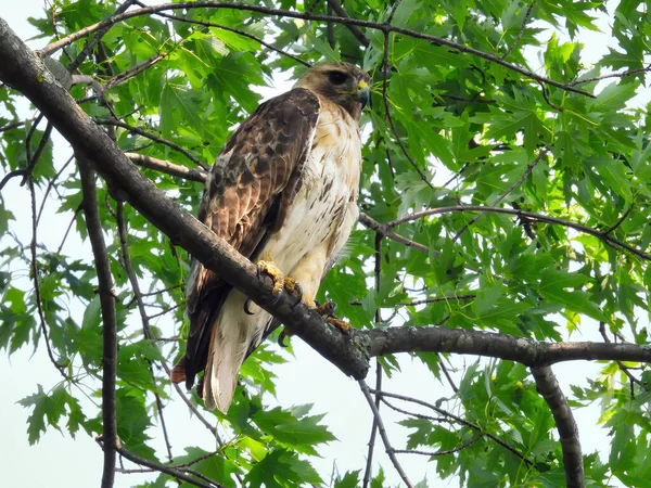 Red Tailed Hawk Perched Tre Topp Sommerdag – stockfoto