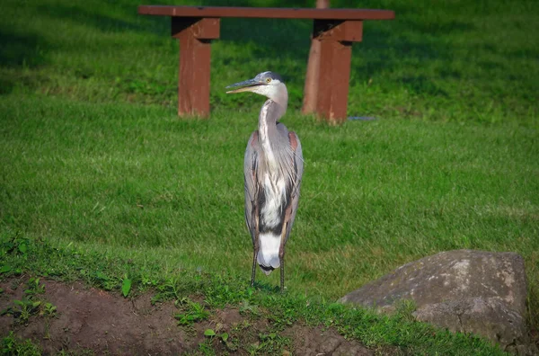 Blue Heron Bird Standing Shore Pond Green Grass Summer Day — Stock Photo, Image