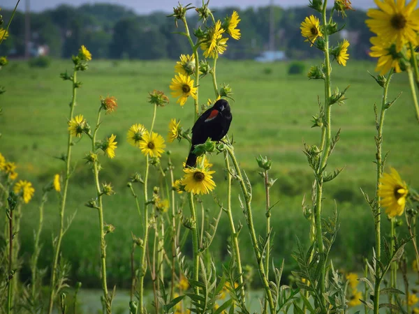 Feketerigó Egy Sárga Virágon Egy Hím Vörös Szárnyú Feketerigó Meghajlítja — Stock Fotó