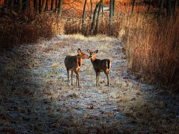 森の中の白い鹿 白い尾の鹿は 秋の終わりの朝の日の出に森の中で小さな清掃で霜で満たされた芝生の道を歩くときに感動的な瞬間に別のことをします — ストック写真