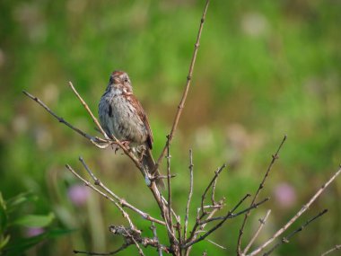 Şarkı serçesi bir yaz gününde küçük bir ağaç dalına tünedi.