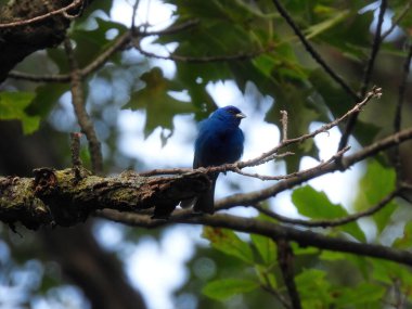 İndigo kiraz kuşu bir yaz günü ağaçta tünedi.