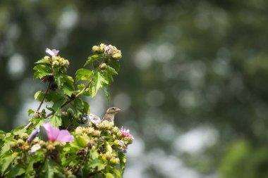 Ev kuşu bir yaz günü Sharon amberçiçeği ağacına tünemiş.