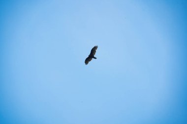 Türkiye akbabası açık mavi gökyüzünde süzülüyor yaz gününde
