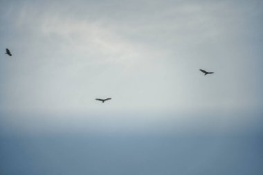 Üç akbaba bir yaz gününde açık mavi gökyüzünde süzülür.