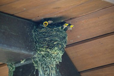 Çamur yuvalarında dört bebek ambarı bir yaz günü beslenmeyi bekliyor.