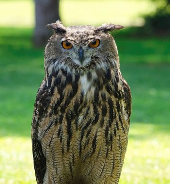 Falconry: Avrasya Kartal Kuşu 'na bir yaz günü yakın çekim