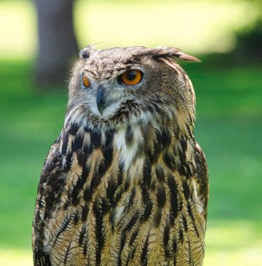 Falconry: Avrasya Kartal Kuşu 'na bir yaz günü yakın çekim