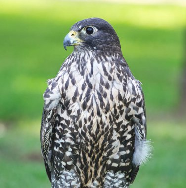 Bir yaz günü GryFalcon 'un Kapanışı