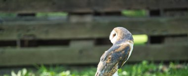 Bir yaz günü bir Baykuşun Kapanışı