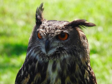 Falconry: Avrasya Kartal Kuşu 'na bir yaz günü yakın çekim
