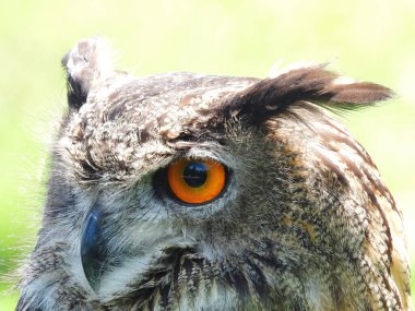 Falconry: Avrasya Kartal Kuşu 'na bir yaz günü yakın çekim