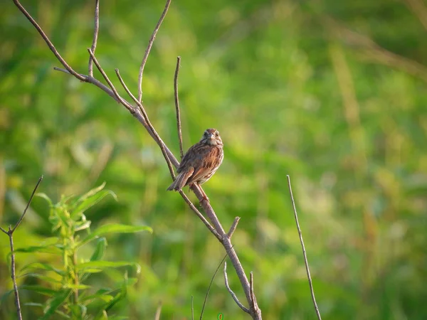 Song Sparrow Bird Perched Branch Looking Forward Summer Day — Stock Photo, Image