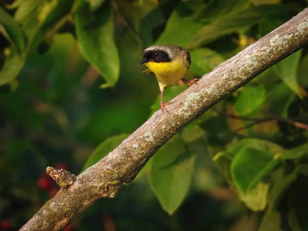 Звичайний Птах Жовтого Заковтування Голій Гілці Зеленим Листям Фоні — стокове фото