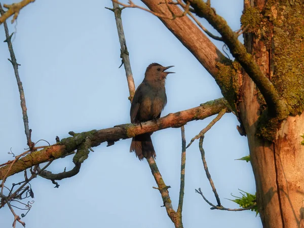 Cat bird sings while perched on a bare branch at sunrise