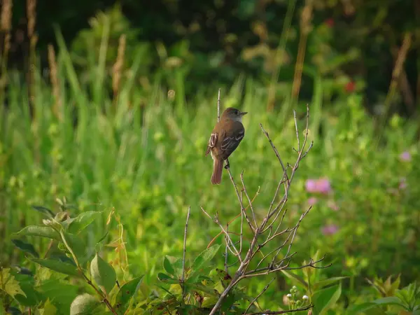 Erlenfliegenschnäpper Hockt Einem Sommertag Einem Kleinen Baum — Stockfoto
