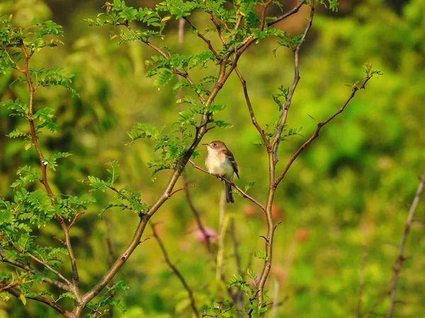 Alder Flycatcher Pták Sedí Malém Stromečku Letní Den — Stock fotografie