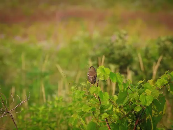 Latający Olcha Ptak Usiadł Małym Drzewku Letni Dzień — Zdjęcie stockowe