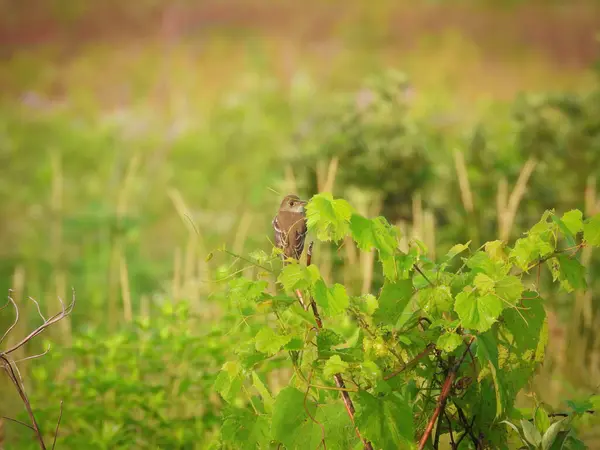 Latający Olcha Ptak Usiadł Małym Drzewku Letni Dzień — Zdjęcie stockowe