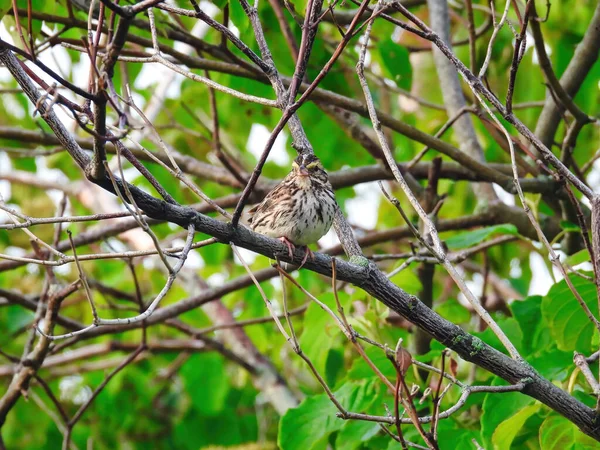 Savannah Sparrow Bird Perched Bare Tree Branch Summer Day — Stock Photo, Image