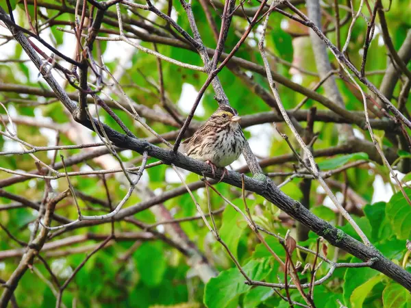 Savannah Pássaro Pardal Empoleirado Galho Árvore Nua Dia Verão — Fotografia de Stock
