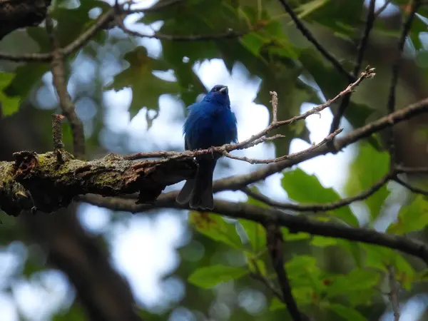 Bruant Indigo Oiseau Bleu Perché Dans Arbre Jour Été — Photo