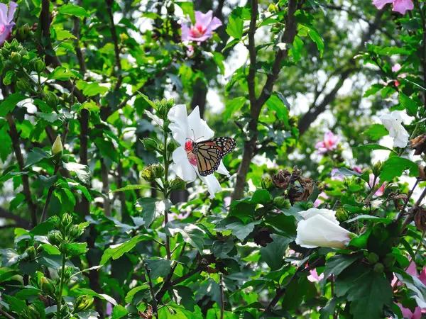 Бабочка Монарх Ест Нектар Цветка Гибискуса Летний День — стоковое фото
