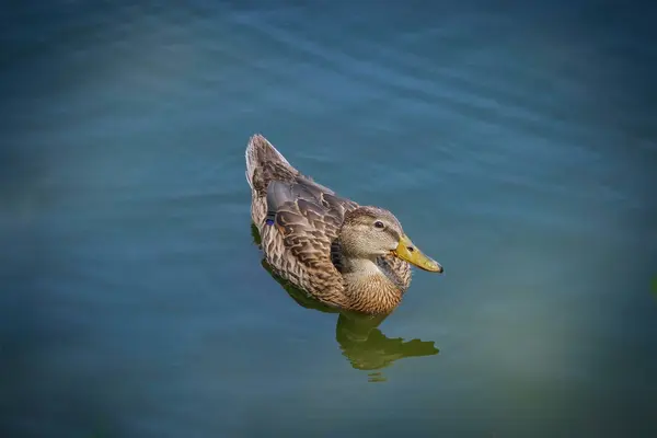 Mallard Duck Swims Water Summer Day — Stock Photo, Image