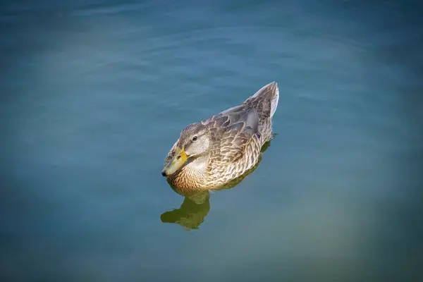 Mallard Ördeği Bir Yaz Günü Suda Yüzer — Stok fotoğraf