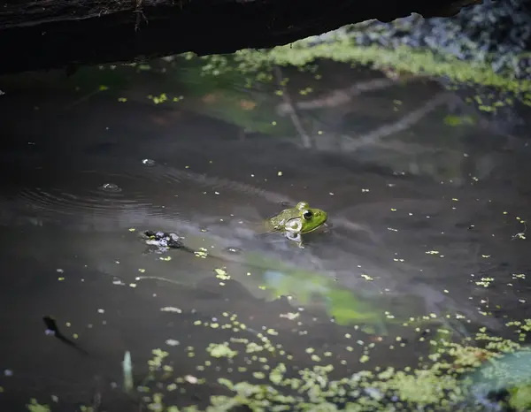 American bullfrog in a duck weed covered pond sticking its head out of the water on a summer day