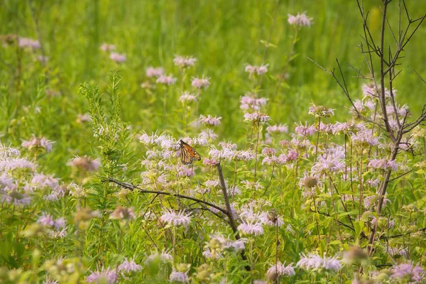 Monarch Motýl Krmí Včelí Balzám Prérii Letní Den — Stock fotografie